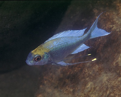 Ophthalmotilapia ventralis 'Kambwimba'